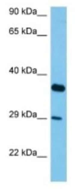 Vomeronasal 1 receptor 54 Rabbit anti-Mouse, Polyclonal, Novus Biologicals:Antibodies:Primary